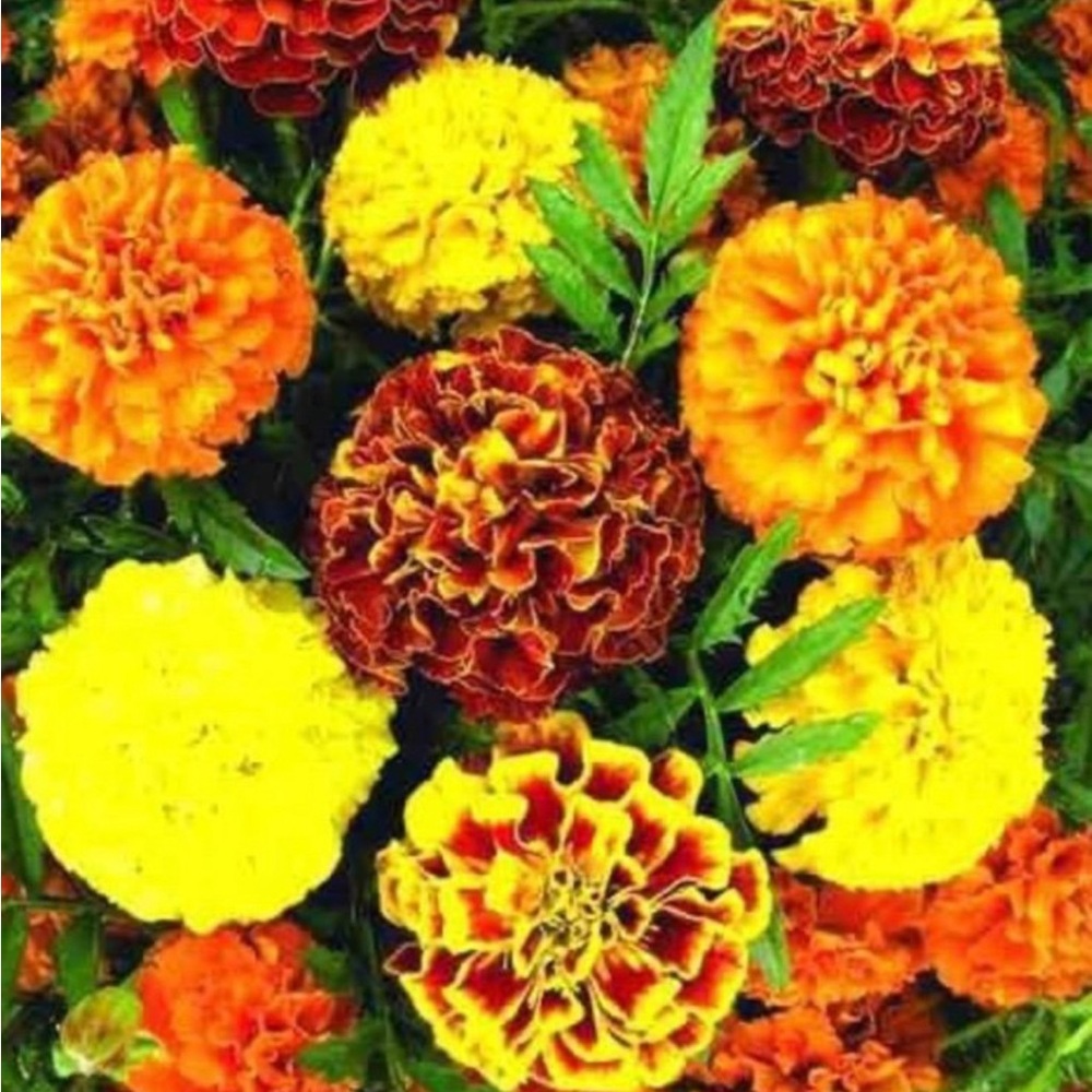 1000+ seeds Tall Marigolds Mixed colors